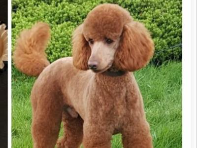 Labradoodle puppies in Kilkenny 2 male + 2 female