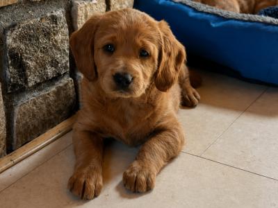 Labradoodle puppies in Kilkenny 2 male + 2 female