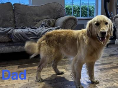 Beautiful Golden Retriever puppies (IKC Registration Pending) for sale in Kilkenny