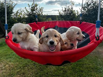 Beautiful Golden Retriever puppies (IKC Registration Pending) for sale in Kilkenny