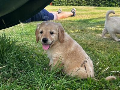 Beautiful Golden Retriever puppies (IKC Registration Pending) for sale in Kilkenny