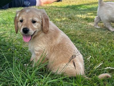Beautiful IKC Registered Golden Retriever puppies for sale in Kilkenny