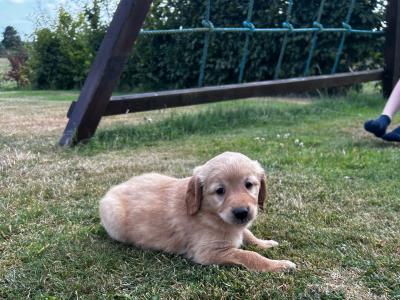 Beautiful Golden Retriever puppies (IKC Registration Pending) for sale in Kilkenny