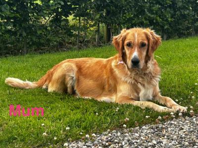 Beautiful Golden Retriever puppies (IKC Registration Pending) for sale in Kilkenny