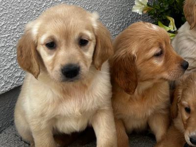 Beautiful Golden Retriever puppies (IKC Registration Pending) for sale in Kilkenny