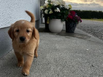 Beautiful Golden Retriever puppies (IKC Registration Pending) for sale in Kilkenny