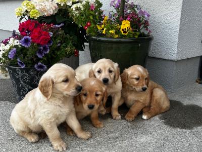 Beautiful Golden Retriever puppies (IKC Registration Pending) for sale in Kilkenny
