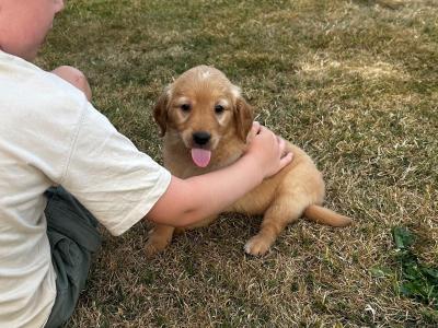 Beautiful Golden Retriever puppies (IKC Registration Pending) for sale in Kilkenny