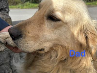 Beautiful Golden Retriever puppies (IKC Registration Pending) for sale in Kilkenny