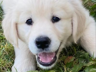 Stunning IKC Registered (Pending) Golden Retriever puppies in Wexford
