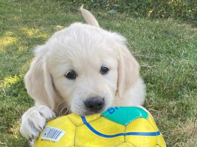 Stunning IKC Registered (Pending) Golden Retriever puppies in Wexford