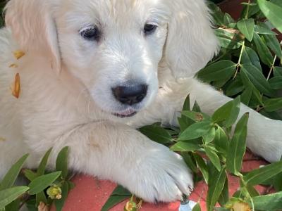 Stunning IKC Registered (Pending) Golden Retriever puppies in Wexford