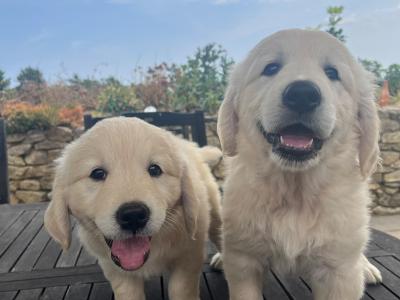 Stunning IKC Registered (Pending) Golden Retriever puppies in Wexford