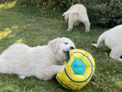 Stunning IKC Registered (Pending) Golden Retriever puppies in Wexford
