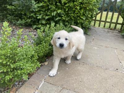 Stunning IKC Registered (Pending) Golden Retriever puppies in Wexford