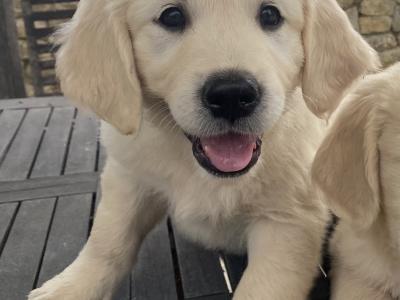 Stunning IKC Registered (Pending) Golden Retriever puppies in Wexford