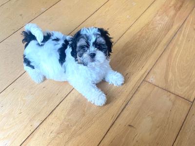 ❤️ Beautiful Shih Tzu x Bichon Frise puppies in Meath