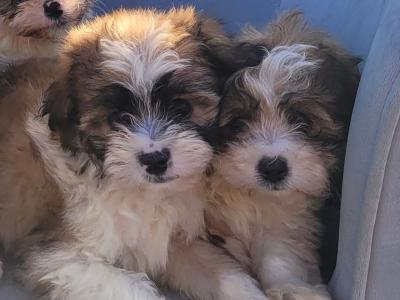 Cavachon puppies for sale in Wexford