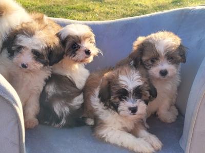 Cavachon puppies for sale in Wexford