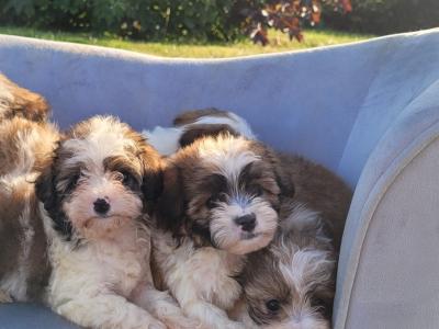 Cavachon puppies for sale in Wexford