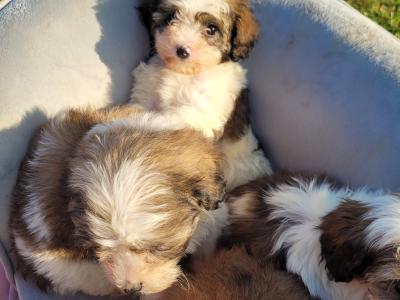 Cavachon puppies for sale in Wexford