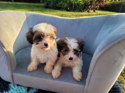 Cavachon puppies for sale in Wexford