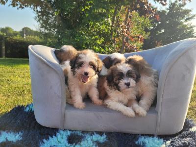 Cavachon puppies for sale in Wexford