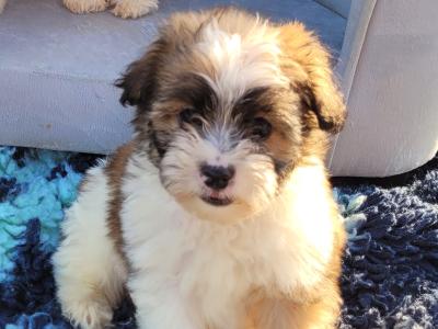 Cavachon puppies for sale in Wexford