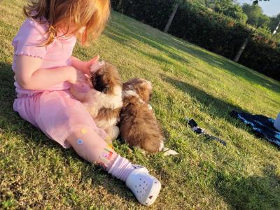 Cavachon puppies for sale in Wexford