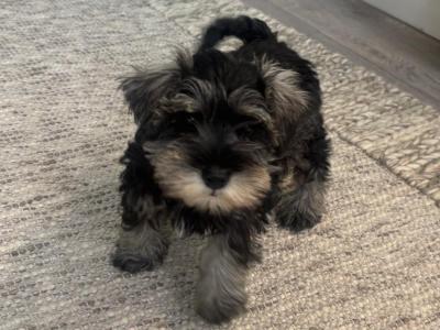 Purebred female miniature Schnauzer puppy in Cavan