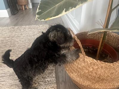 Purebred female miniature Schnauzer puppy in Cavan