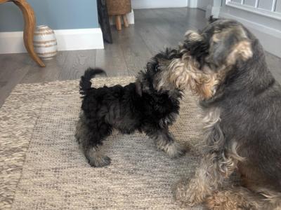 Purebred female miniature Schnauzer puppy in Cavan
