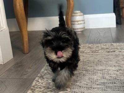 Purebred female miniature Schnauzer puppy in Cavan