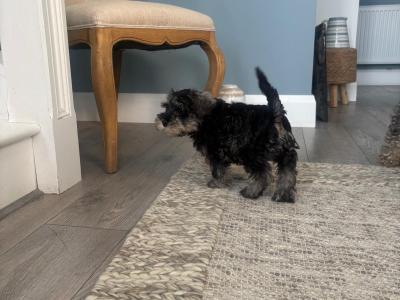 Purebred female miniature Schnauzer puppy in Cavan