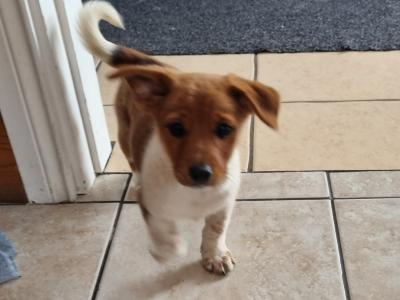 11 week old female Jack Russell puppy in Kerry