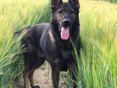 Traditional IKC Registered German Shepherd puppies in Offaly