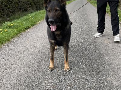 Traditional IKC Registered German Shepherd puppies in Offaly