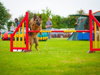 Traditional IKC Registered German Shepherd puppies in Offaly