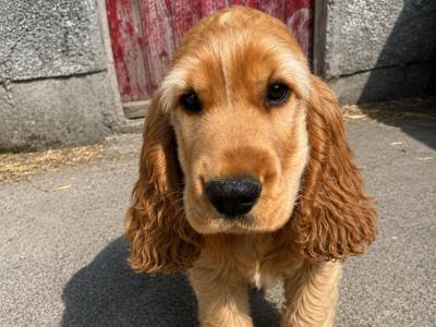 Cocker Spaniel puppies in Wexford