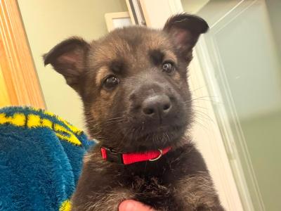 IKC Registered (pending) German Shepherd puppies in Wexford