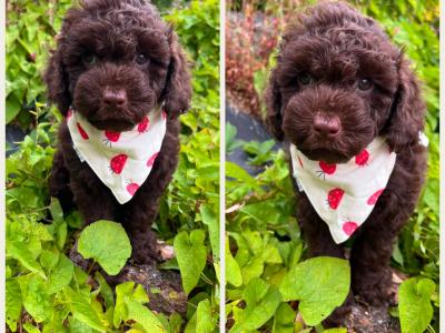 Calm disposition non shed Cockapoo puppies in Cavan
