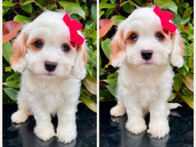 Calm disposition non shed Cockapoo puppies in Cavan