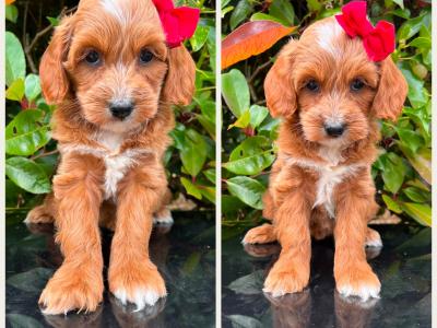 Calm disposition non shed Cockapoo puppies in Cavan