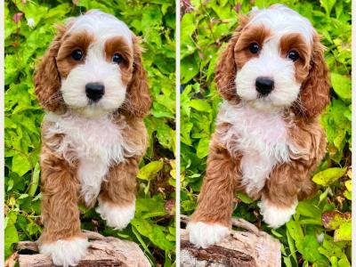 Calm disposition non shed Cockapoo puppies in Cavan