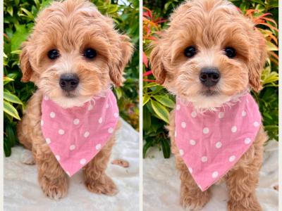 Calm disposition non shed Cockapoo puppies in Cavan