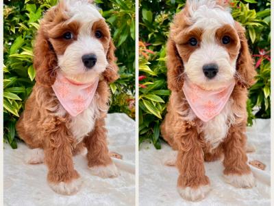 Calm disposition non shed Cockapoo puppies in Cavan