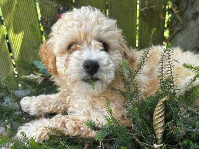 Toy Poodle x Bichon Frise puppies (Poochon) in Wexford