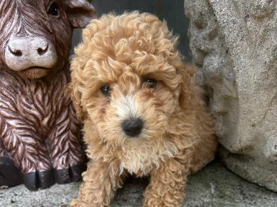 Toy Poodle x Bichon Frise puppies (Poochon) in Wexford