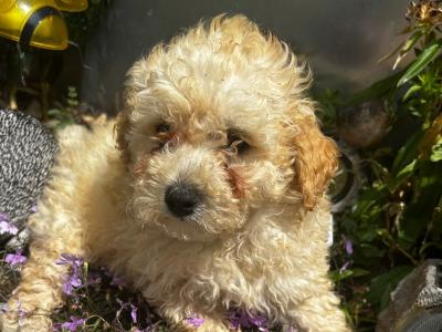Toy Poodle x Bichon Frise puppies (Poochon) in Wexford