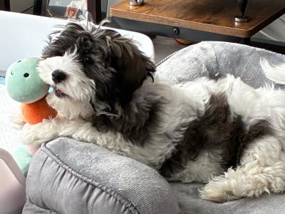 Lovely Friendly male puppy for sale (Bichon x Maltese x Shih Tzu) in Cork